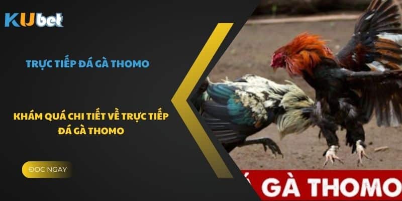 Khám quá chi tiết về Trực Tiếp Đá Gà Thomo