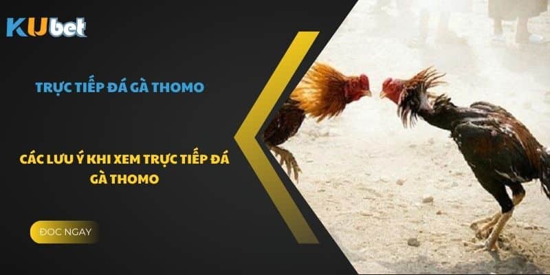 Các lưu ý khi xem trực tiếp đá gà thomo